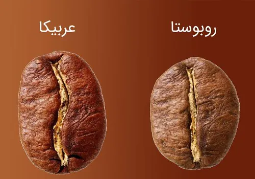 دانه های عربیکا و روبوستا